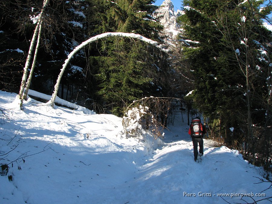 06 Betulle ricurve sotto la neve.jpg